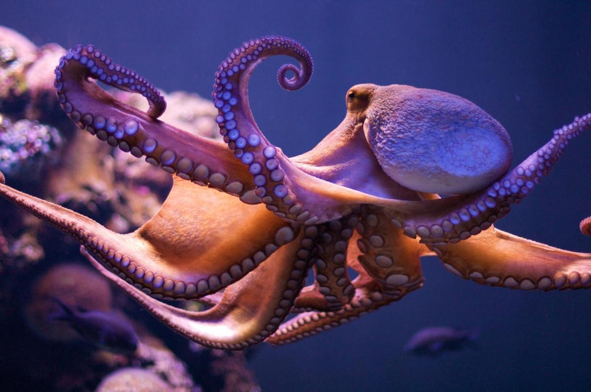 The Remarkable Intelligence of an Octopus