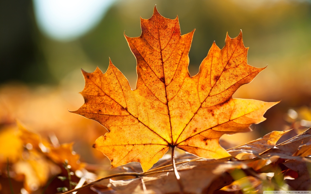 Keindahan Musim Luruh – Pertukaran warna daun yang mengagumkan