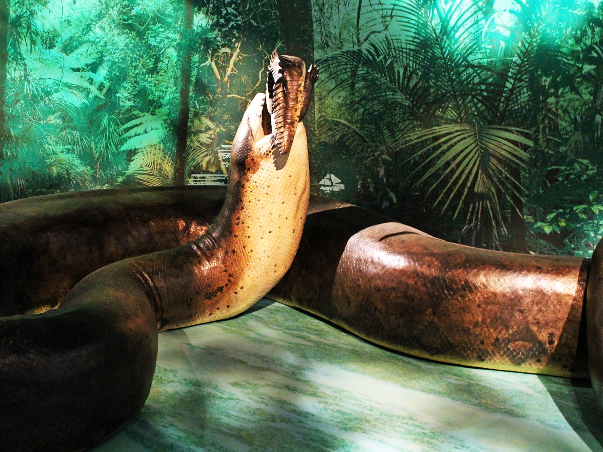 Creature of the month – Titanoboa, a monstrous snake that terrorized even large crocodiles.