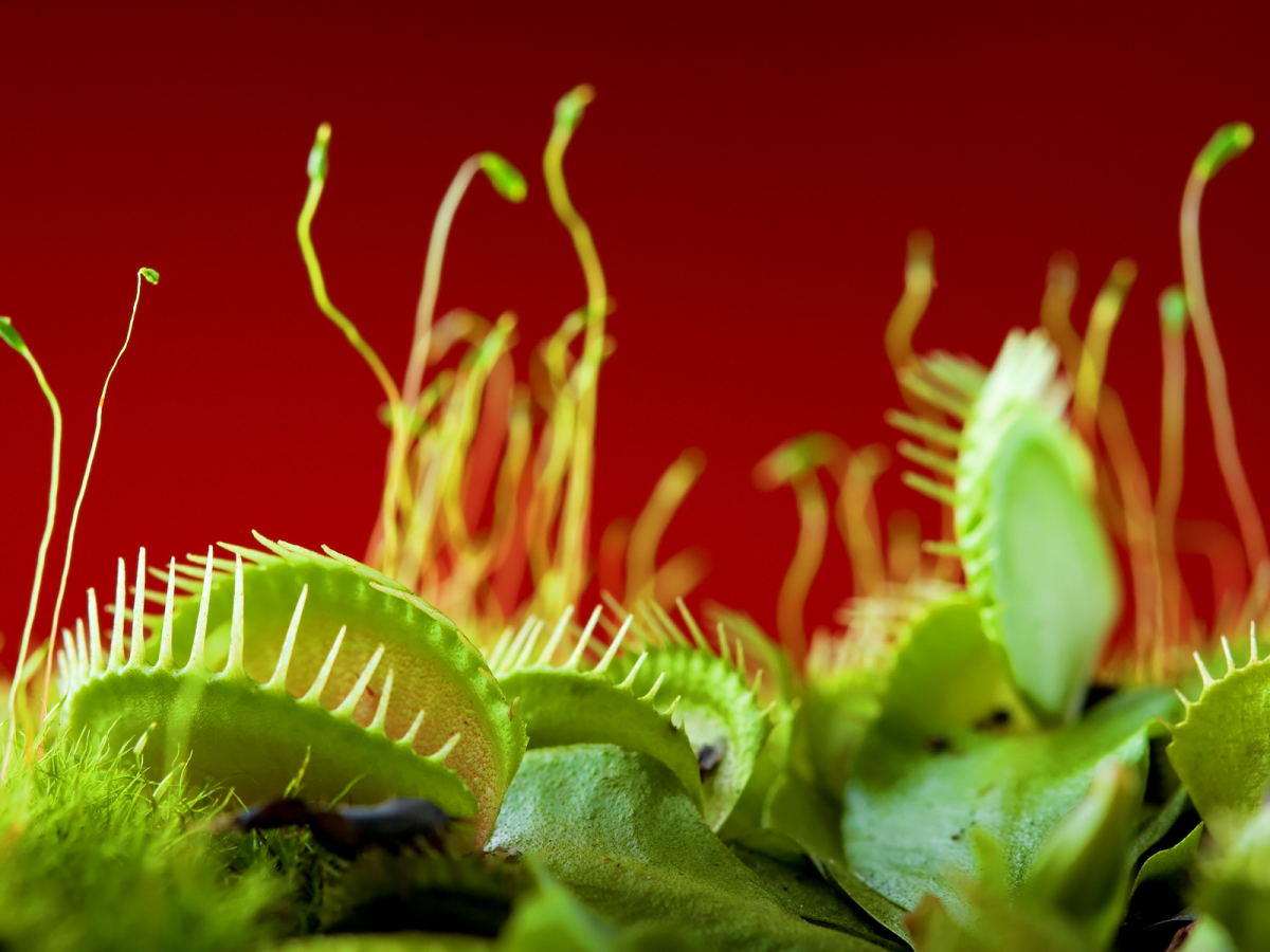 Carnivorous plants – How did they evolve to become flesh eaters?