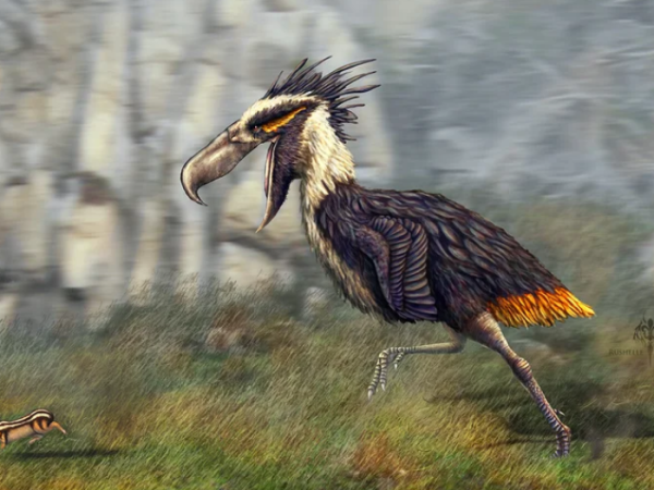 Kelenken guillermoi – The largest known terror bird