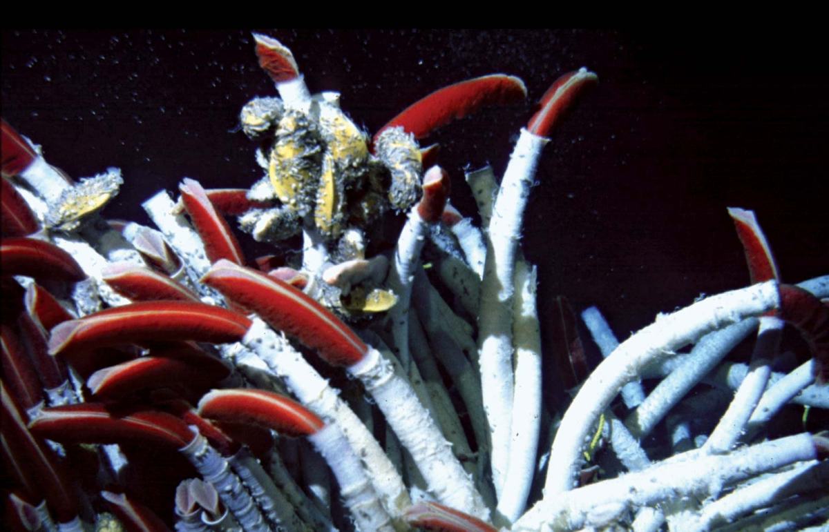 Giant tube worms of the deep – How they can survive without a mouth nor guts?