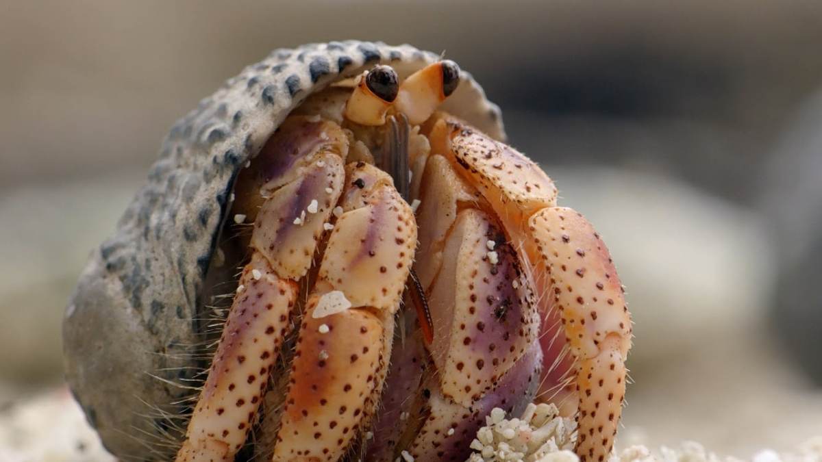 The secret life of a hermit crab