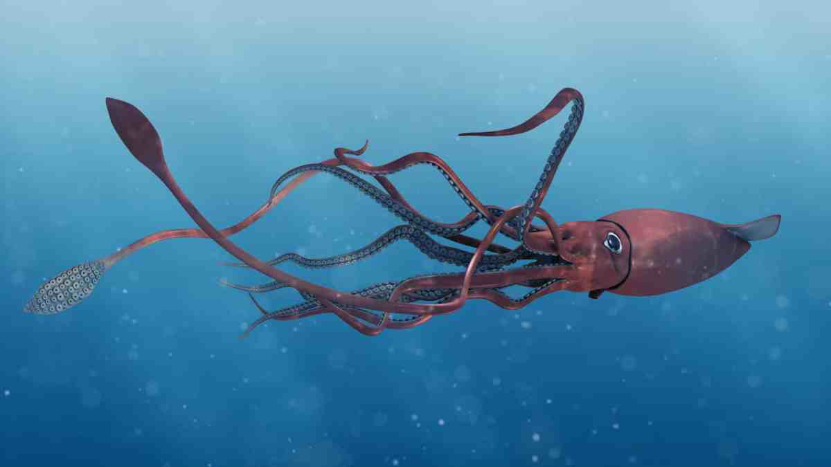 Colossal squid – The giant squid’s cousin that is still shrouded in mystery.