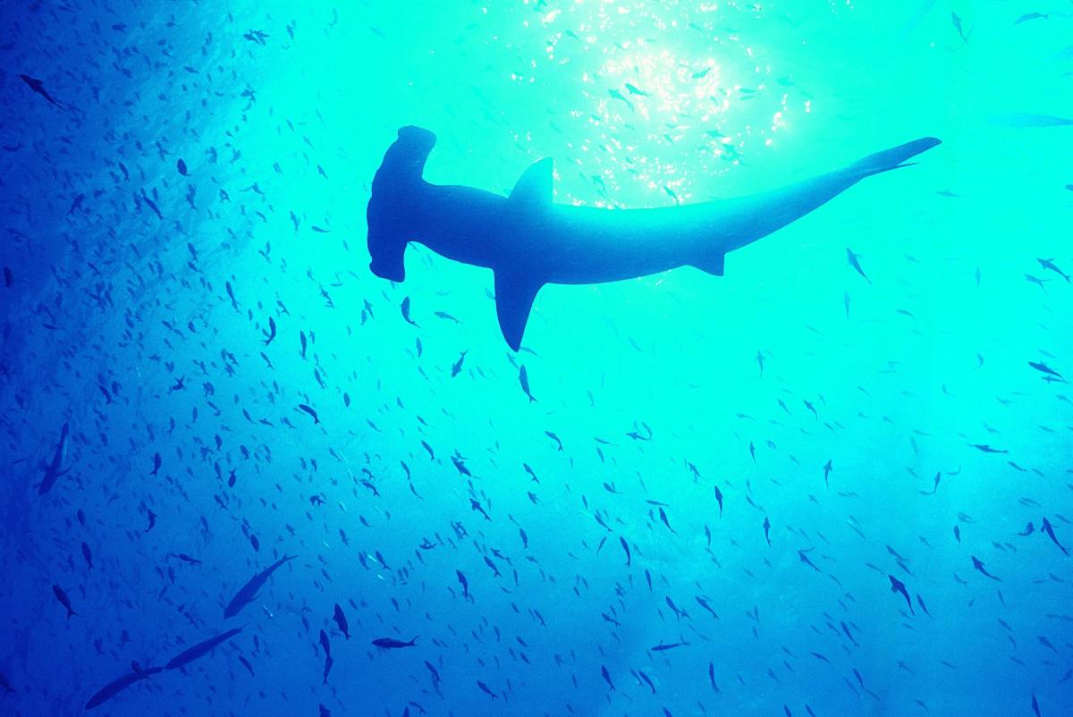 Sharks with remarkable superpowers