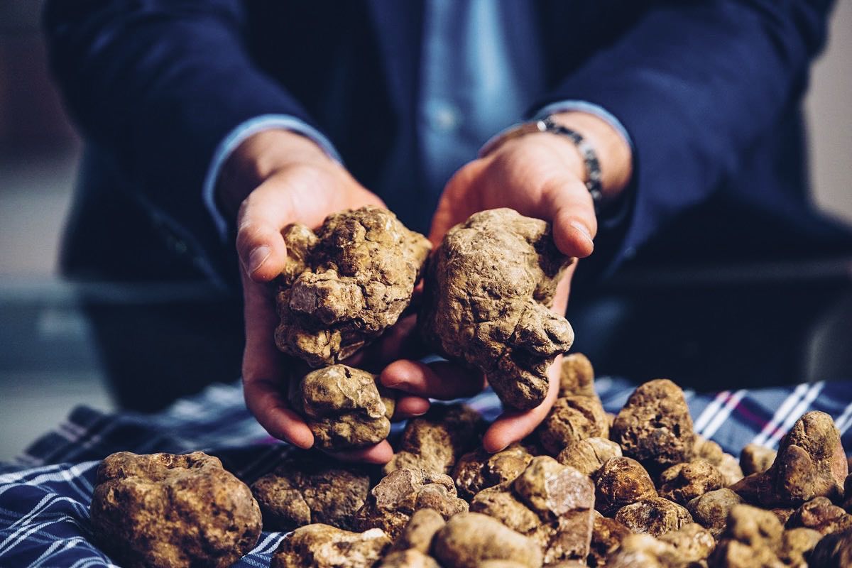 Explaining the reason why truffles are extremely expensive (and the secret behind its aroma)
