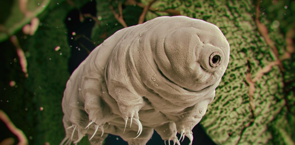 Tardigrades – Why do many scientists bring these microbes to outer space to study?